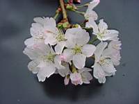 pr kurilensis early white.JPG